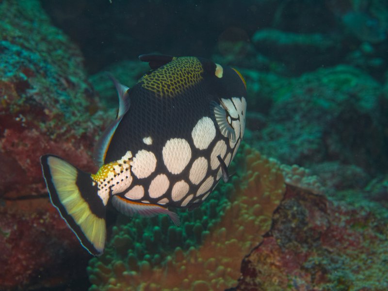 Picasso Trigger Fish, Canyons